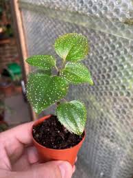 Image result for Calvoa