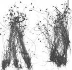 Image result for Lipocarpha atra