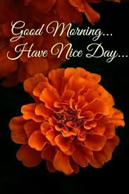 Good Morning Good Morning Images Flowers Good Morning Flowers Good Morning Beautiful Images