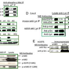 10 min, 30 min, 1 time, 6 timer, 12 timer, 24 timer. Lyn Sirna Inhibits Egfr Activation Downstream Phosphorylation Of C Met Download Scientific Diagram