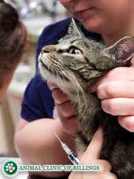 Cats (pets) can have other cancer types that metastasize to the lungs. Cancer In Cats Animal Clinic Of Billings