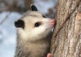 I Love Opossums On Instagram Opossum Opossumsofinstagram Opossumlife Opossummemes Opossums Cute Possum Possums A Opossum Cute Animals Awesome Possum