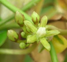 Image result for Cynanchum ledermannii