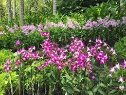 Orchids are lovely, but several reconstruction areas. National Orchid Garden