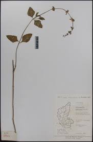 Image result for Orthosiphon thymiflorus