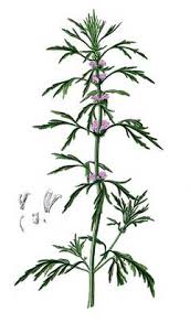 Image result for Leonurus japonicus