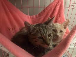 Image result for animal rescue hammock