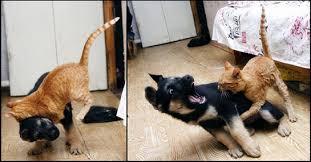 Kedi Isirmasi Riskleri Ve Tedavisi Kediler Gen Tr