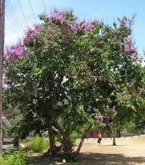 Image result for Lagerstroemia speciosa