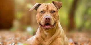 Stream tracks and playlists from pitbull on your desktop or mobile device. Pitbull Sahiplenecek Kisilere Bazi Oneriler Canlilar Net