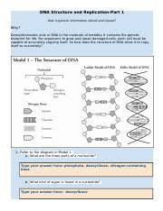 Dna And Replication Review Sheet Student Docx Name Period Dna Practice Part 1 Dna Structure Use The Word Bank Below To Answer Questions 1 2 Course Hero