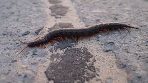 Morsure De Mille Pattes Venimeux Lesnuisibles Com