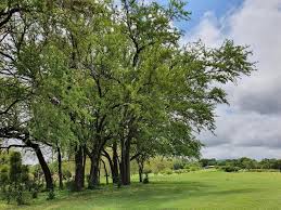 Image result for Combretum imberbe