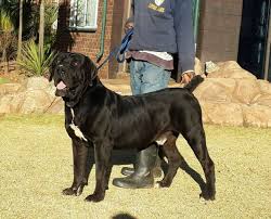 Black Boerboel Puppies For Sale In Bloemfontein Black Boerboel African Boerboel Big Dogs Boerboel