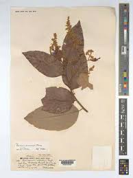 Image result for Parinari capensis