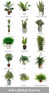 Best Plants In Bedroom Houseplant Low Lights Ideas Best Indoor Plants Plants Indoor Plants