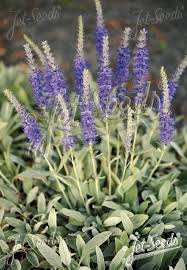 Image result for Veronica abyssinica