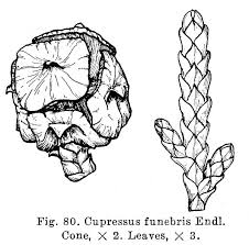 Image result for Cupressus funebris