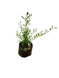 Image result for Freylinia tropica