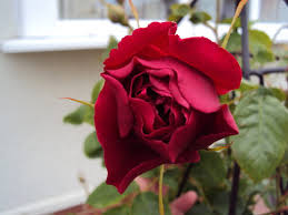(auswinston) english shrub rose bred by david austin. Thomas A Becket Appropriately Named