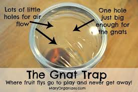 Get Rid Of Fruit Flies For Good Creatingmaryshome Com Fruit Flies How To Get Rid Of Gnats Cleaners Homemade