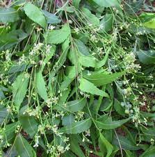 Assalamualaykum warahmatullah wabarakatuhalo semua, :)semoga video berdurasi pendek ini bermanfaat yaaselamat menonton.social media: Daun Embo