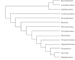 Image result for Nectaropetalum carvalhoi