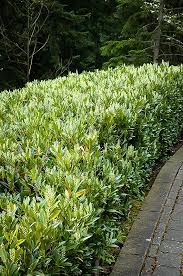Prune this branch with a pair of hedge trimmers until you're happy with the height. Otto Luyken Laurel For Sale The Tree Center