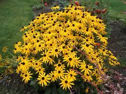 Pin On Gardening