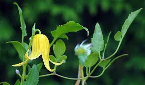 Image result for Clematis uhehensis