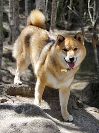 Explore 16 listings for japanese akita puppies for sale uk at best prices. 88 Shiba Inu Fox Comparison L2sanpiero