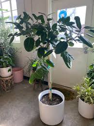 Image result for Ficus oreodryadum