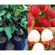 For more information and source, see on this link : Anak Pokok Rambutan Anak Sekolah Kahwin Shopee Malaysia