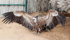 عروض الطيور الجارحة بكلباء في الهواء الطلق شبكة عيون الفجيرة