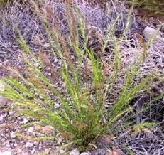 Image result for Aristida adscensionis