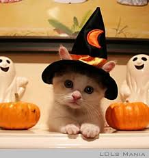 Funny Halloween Memes Google Search Pet Halloween Costumes Halloween Animals Cute Animals