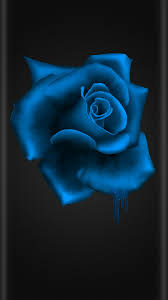 Beautiful Black And Blue Roses Pin By Vicki Carey On Raznoe Blue Flower Wallpaper Blue Roses Wallpaper Black And Blue Wallpaper