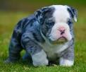 Blue bulldog puppies for sale - May 2020 - NewsNow