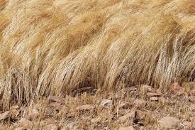 Image result for Eragrostis tef