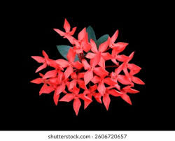 Image result for Rubiaceae