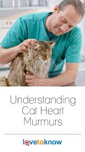 Not all murmurs sound the. Understanding Cat Heart Murmurs Lovetoknow Heart Murmur Pet Medications Medical Problems