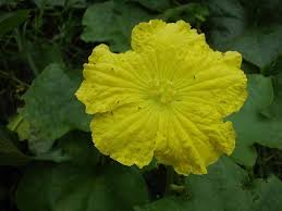 Saat ini semakin sedikit orang yang menggunakan tanaman obat untuk mengobati penyakitnya. 60 Jenis Tanaman Obat Keluarga Herbal Alami Toga Mamikos Info