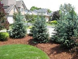 Landscape Design Interlock Patio Walkway Driveway Decks Walls Construction Kitchener Waterloo Blue Tree Landscaping Landscape Design Privacy Fence Landscaping