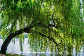 Image result for Salix babylonica