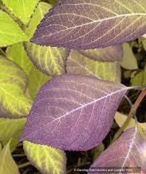 Image result for Ozoroa macrophylla