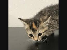 Why buy a puppy for sale if you can adopt and save a life? Tampa Pet Adoption Meet Connie Crystal Tito2 More Tampa Fl Patch