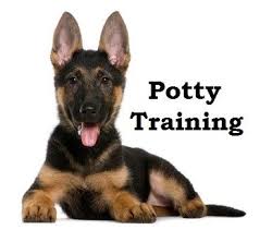 German Shepherd Puppies How To Potty Train A German Shepherd Puppy German Shepherd House Trai German Shepard Puppies German Shepherd Puppies Shepherd Puppies