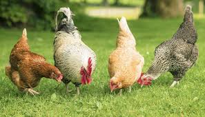 We did not find results for: Huhner Halten Im Garten Tipps Und To Dos In Der Schweiz