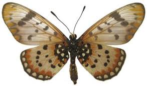 Image result for Streptopetalum serratum