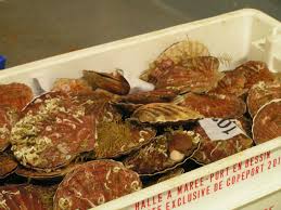 La recette des poêlée de coquilles st jacques dans des oignons et/ou quelques branches de persil plat est très simple et rapide. La Coquille Saint Jacques De Normandie Label Rouge Une Merveille De La Mer Mag Cuisine